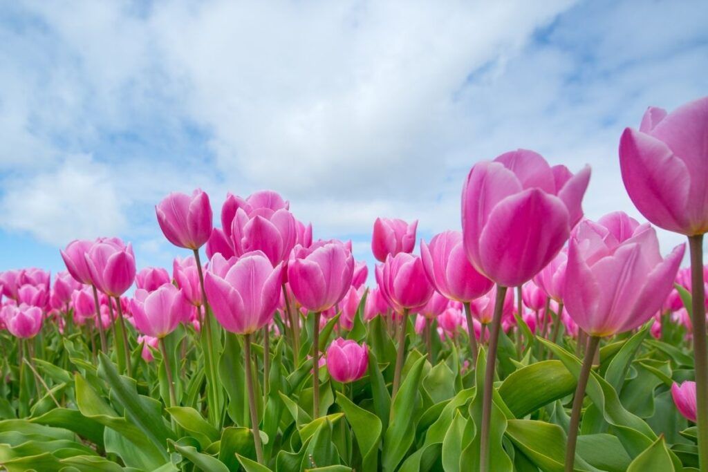 tulipani rosa