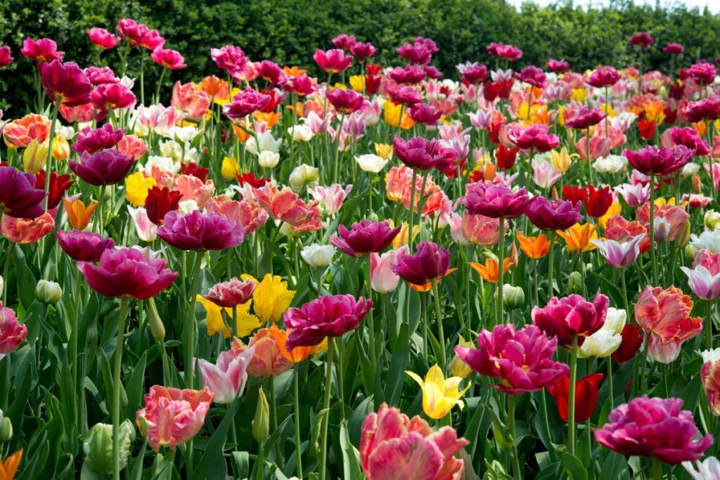 tulipani a Sigurtà