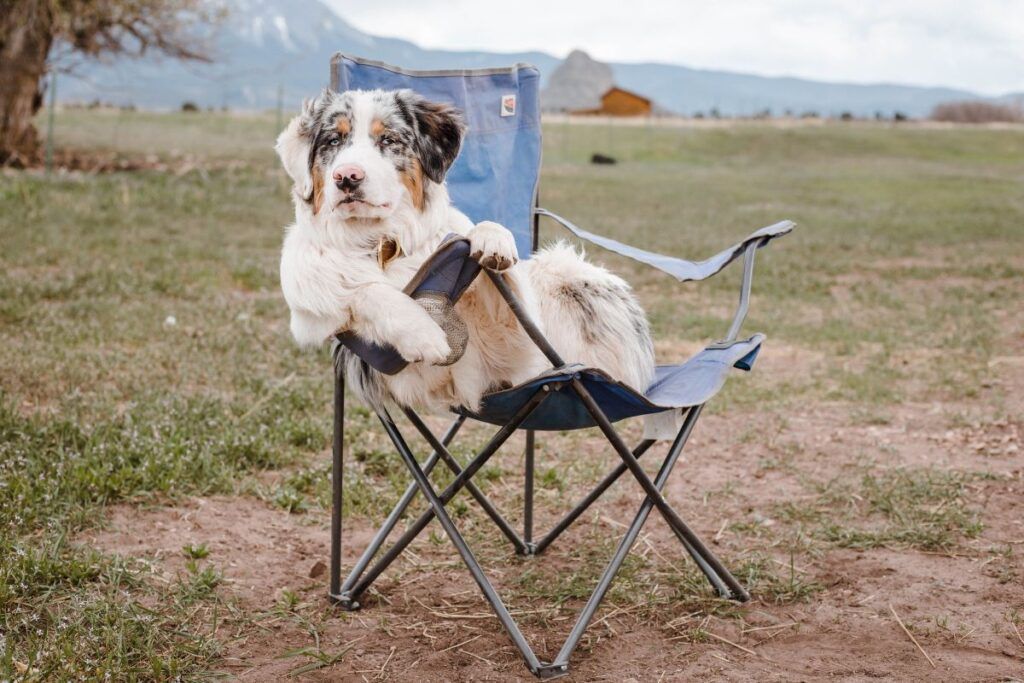 cane su sedia da campeggio